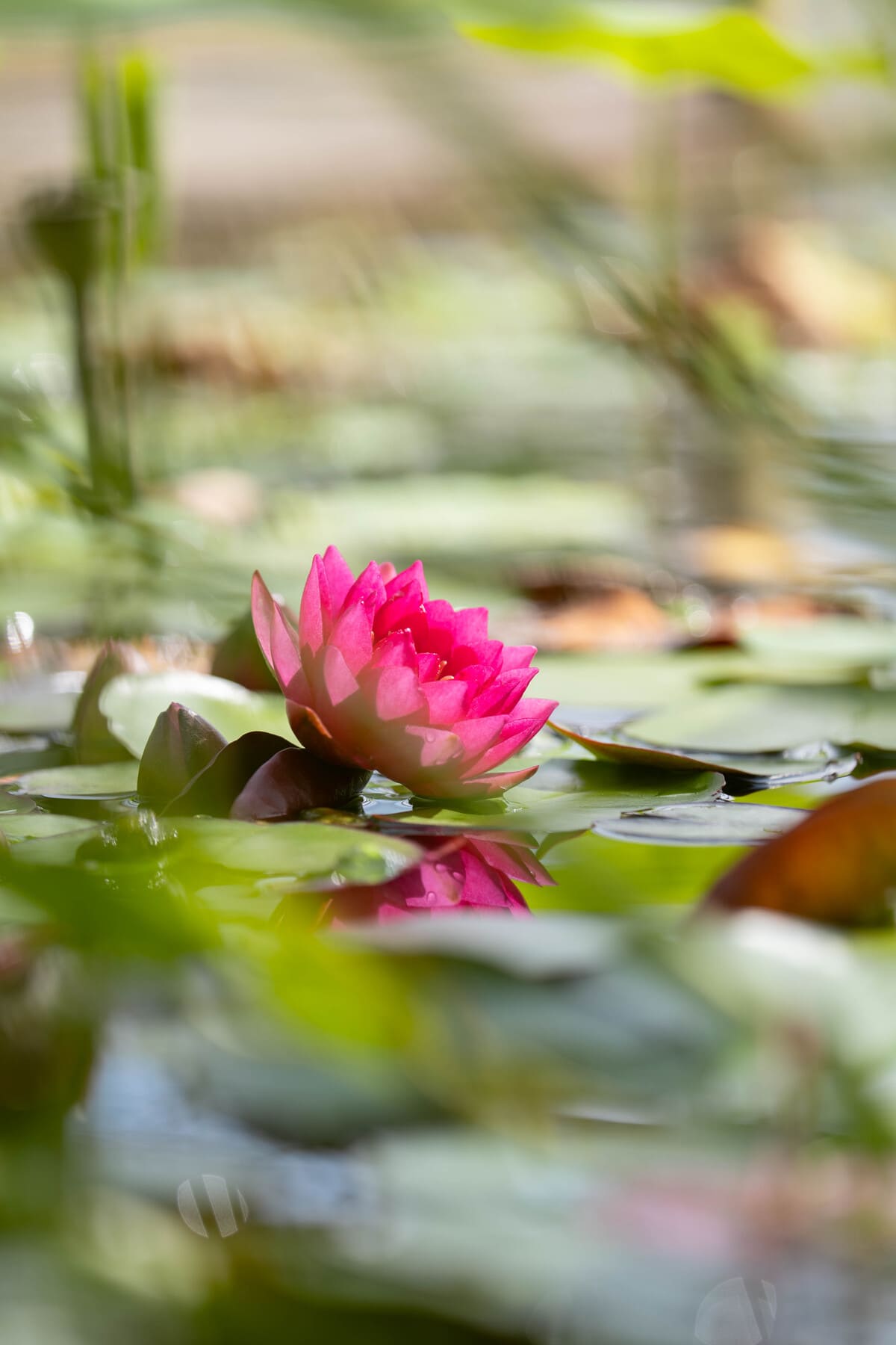 Photo d'un nénuphar rose sur un étang avec des feuilles vertes