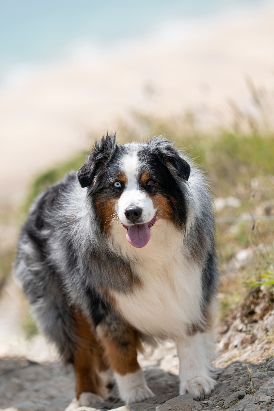 Dog running with the beach in the background