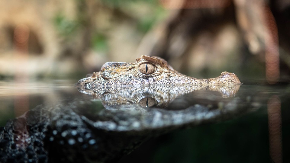 Crocodile emerging from the water