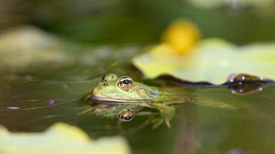 Frog emerging from the water