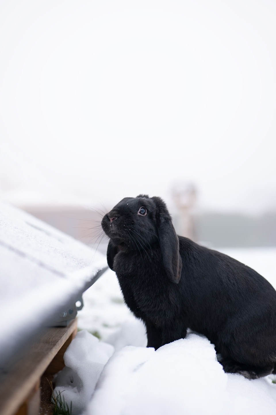 Lapin noir sur ses pates dans la neige