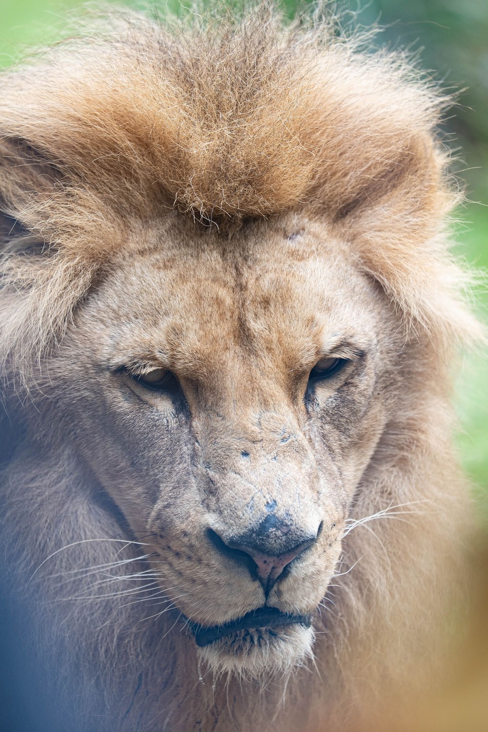 Head of a lion