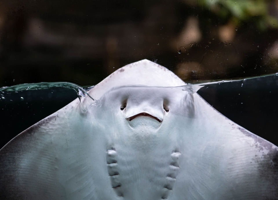 Ray in an aquarium emerging from the water