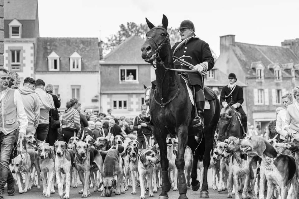 Dogs following a horse during a parade