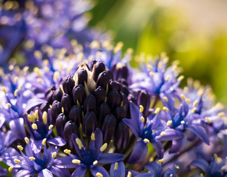 Interior of a purple flower