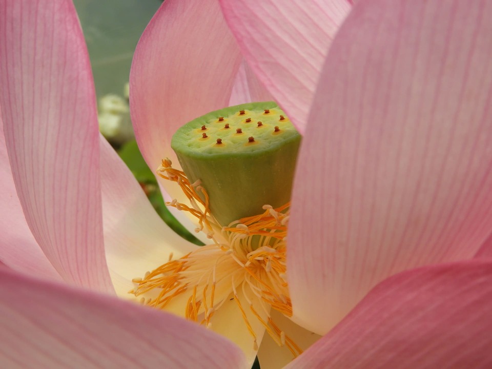 Center of a pink water lily