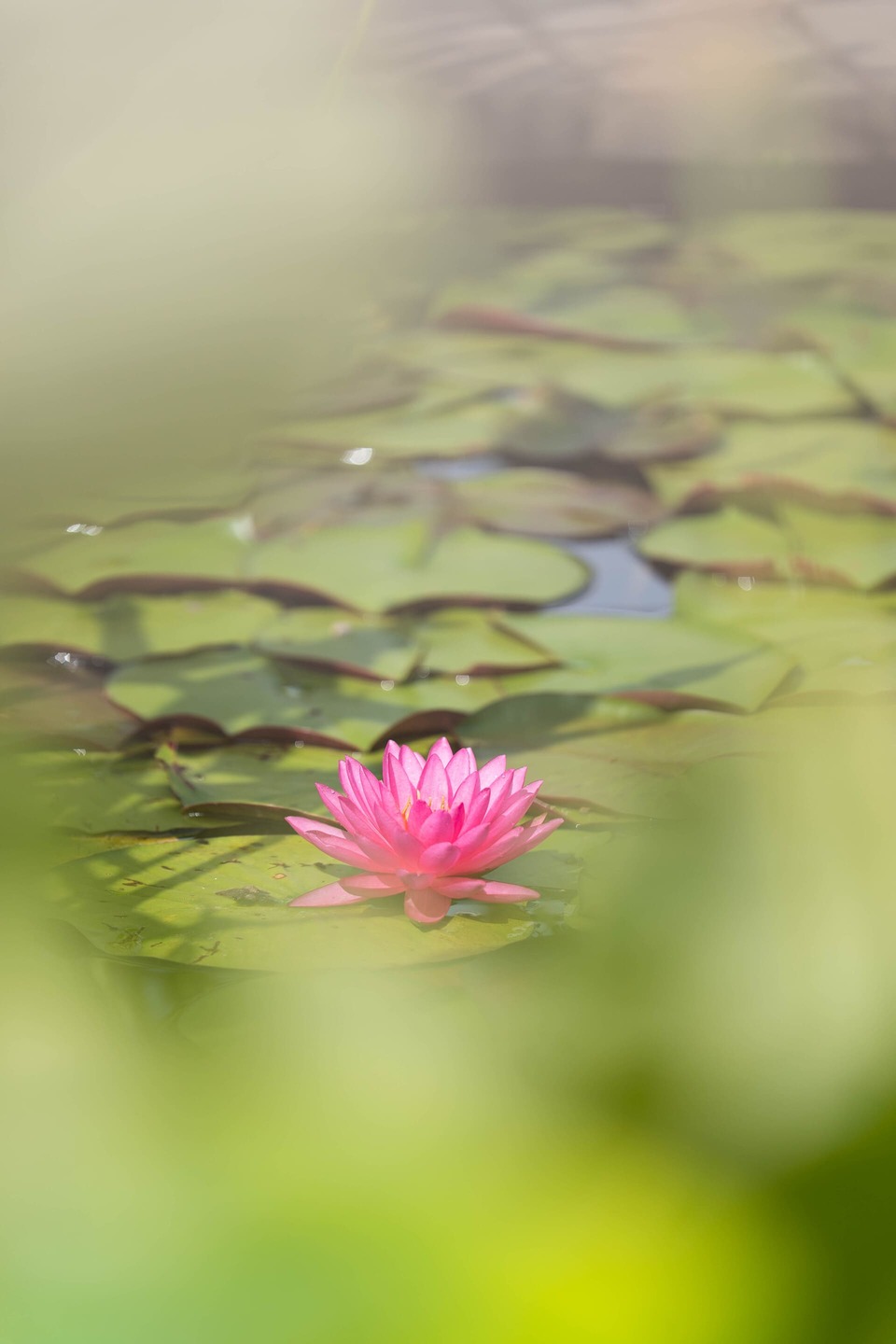 Pink water lily on the water