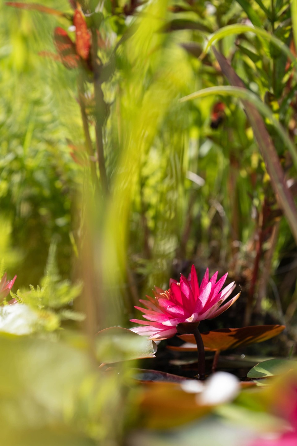 Pink water lily on water with foreground blur